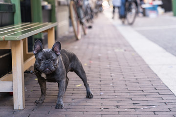 An alone grey French Bulldog waiting patiently on his owner boss outside a shop in a street with...