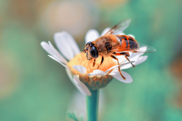 Beautiful  Bee macro in green nature - Stock Image