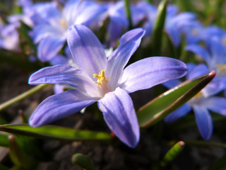 Spring purple flower blooming on the sunny day