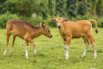 A herd of tropical light Asian cow calves graze on green grass.