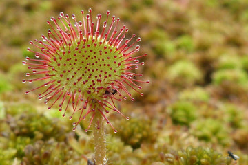 (Drosera rotundifolia) the round-leaved sundew