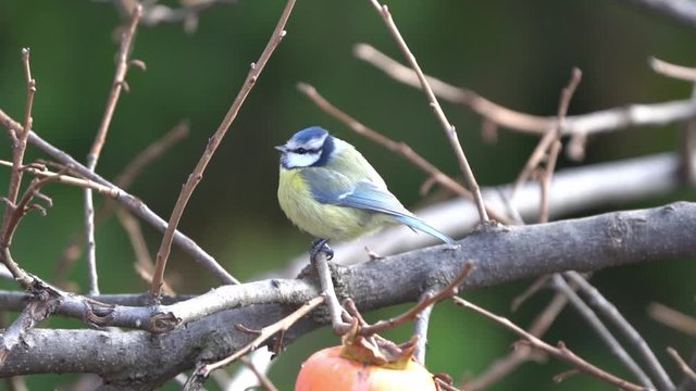 Blue Tit Perched On Tree branch Outside Looking Around