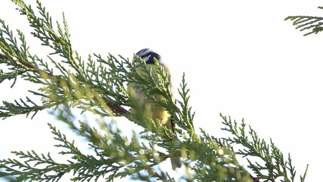 Blue Tit Perched On Branch Looking Around Against White Cloud Background 
