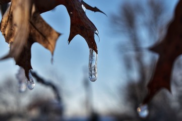 branch of a tree in winter