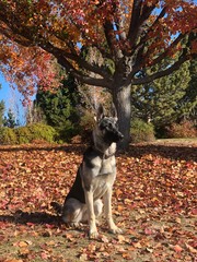 German Shepard Puppy In Fall