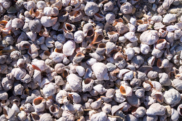 many shells lit by the sun for the background