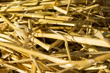 yellow straw texture for background