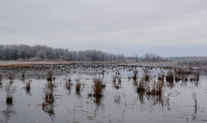 Winter Landscapes in Canada