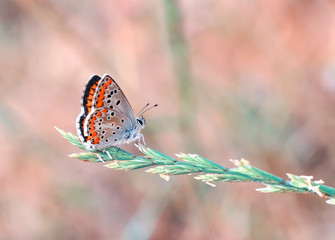 Closeup beautiful butterfly sitting on the flower.