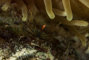 Naklejka na ściany i meble Arrow Crab hiding under a sea anemone in the waters of Bonaire