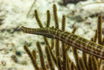 Trumpet fish swimming in the waters of Bonaire