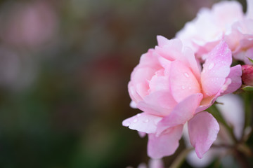 Close up of beauty pink rose with glossy waterdrops isolated on black background