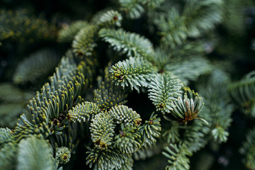 Fir tree brunch close up. Shallow focus. Fluffy fir tree brunch close up. Christmas wallpaper concept. Copy space.