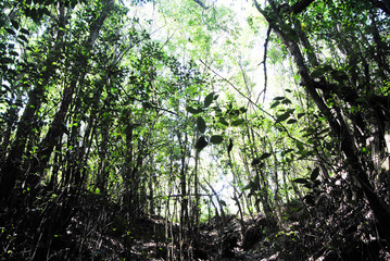 Naklejka premium trees in the forest