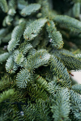 Fir tree brunch close up. Shallow focus. Fluffy fir tree brunch close up. Christmas wallpaper concept. Copy space.