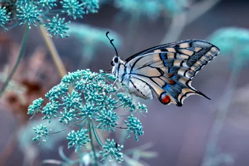 Fototapeten Schöner Schmetterling der Nahaufnahme, der auf der Blume sitzt. © blackdiamond67