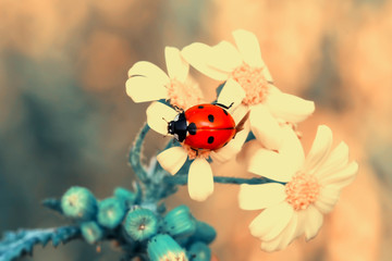 Beautiful ladybug on leaf defocused background