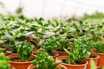 many pots with succulent crassula cultivar hobbit and simple crassula ovata in greenhouse