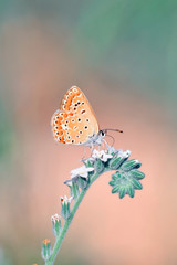 Closeup beautiful butterfly sitting on the flower.