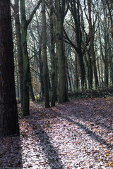Trees backlit by winter sun