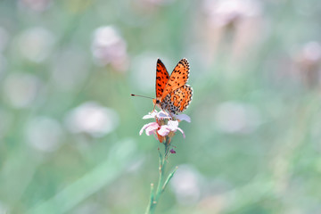 Closeup beautiful butterfly sitting on the flower.