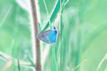 Closeup beautiful butterfly sitting on the flower.