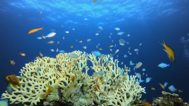 Underwater Tropical Sea Colourful Fish. Underwater fish reef blue-green chromis (Chromis viridis) and fire corals. Tropical colourful underwater seascape. Underwater reef. Reef coral scene. 