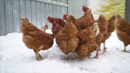 Red hens carry hens in the yard in winter. Animal winter life with hens in red and orange feathers standing and walking in the yard, white snow and a blurry background of the chicken coop.