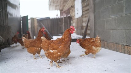 Red hens carry hens in the yard in winter. Animal winter life with hens in red and orange feathers standing and walking in the yard, white snow and a blurry background of the chicken coop.