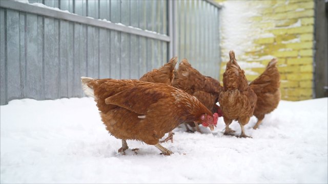 Animal winter life with hens in red and orange feathers standing and walking in the yard, white snow and a blurry background of the chicken coop.