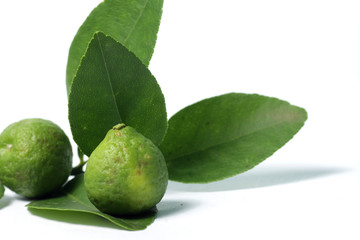 kaffir lime / Citrus × hystrix DC, also known as jeruk purut, one kind of citrus that usually used fo cooking and traditional medicine. Shoot on a white isolated background