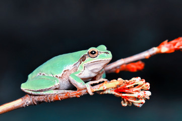 Europaean tree frog Hyla arborea from water onto dry reed-mace leaf in natural background