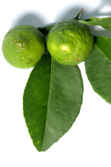 kaffir lime / Citrus × hystrix DC, also known as jeruk purut, one kind of citrus that usually used fo cooking and traditional medicine. Shoot on a white isolated background