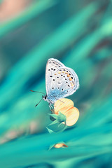 Closeup beautiful butterfly sitting on the flower.