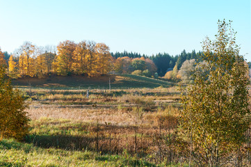 Yellowed trees in the autumn forest. Clear autumn weather in the forest.