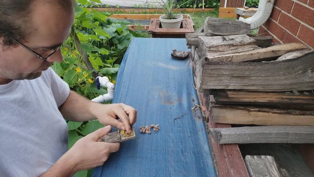 Man in glasses preparing mouse traps to be used in his vegetable garden to catch or exterminate pest.