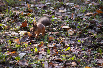 Squirrel is looking for food in the leaves