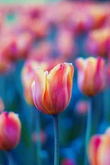 Fensteraufkleber Red, orange and yellow tulip flowers close-up on blurred background of tulips. Bright tulip field in spring. Colorful landscape. Natural soft background for design, free space for text © Inna