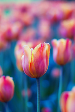 Red, orange and yellow tulip flowers close-up on blurred background of tulips. Bright tulip field in spring. Colorful landscape. Natural soft background for design, free space for text