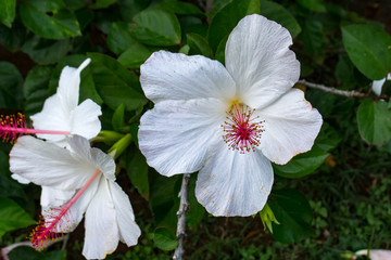 White Hawaiian Ornamental Hibiscus Arnottianus