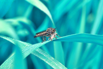 Macro shot of a robber fly 