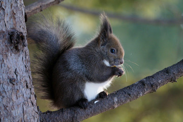 Obraz premium エゾリス