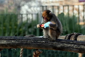 Cucciolo di Macaco del Giappone seduto su un tronco