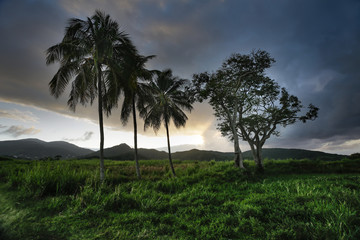 Obraz premium palm trees and sky