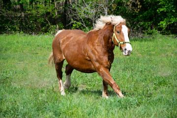 horse running on meadow