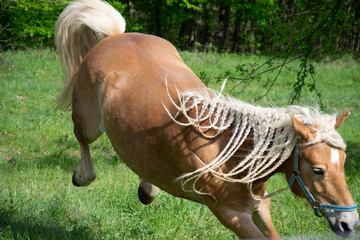horse on the meadow