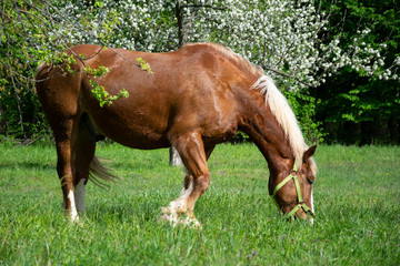 Naklejka na ściany i meble horse in meadow