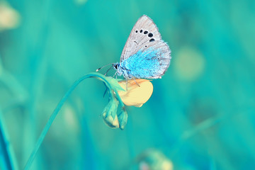 Closeup beautiful butterfly sitting on the flower.