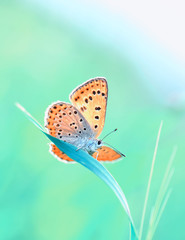Closeup beautiful butterfly sitting on the flower.