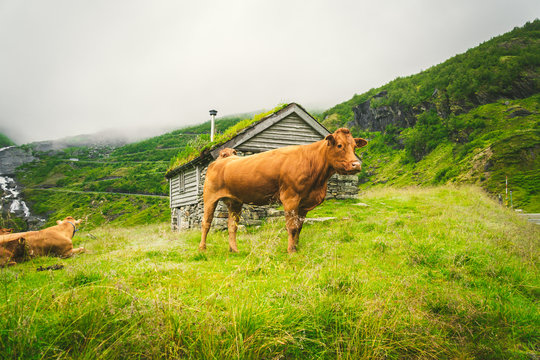 Funny brown cow on green grass in a field on nature in scandinavia. Cattle amid heavy fog and mountains with a waterfall near an old stone hut in Norway. Agriculture in Europe
